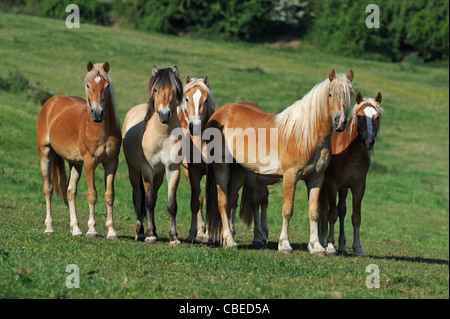 Norwegischer Fjord-Pferd und Haflinger-Pferd (Equus Ferus Caballus). Gruppe von jungen Hengsten auf einer Wiese. Stockfoto