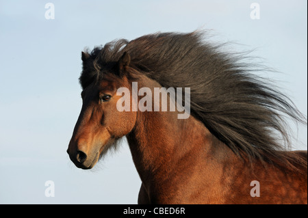 Isländische Pferd (Equus Ferus Caballus), Porträt von einem Bucht Hengst mit fließenden Mähne. Stockfoto