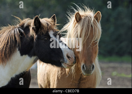 Isländische Pferd (Equus Ferus Caballus). Pinto schnüffeln an der Bucht Freund. Stockfoto