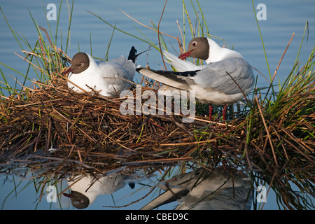 Lachmöwe (Larus Ridibundus), paar am Nest. Man schläft, man putzen. Grote Peel Nationalpark, Niederlande. Stockfoto
