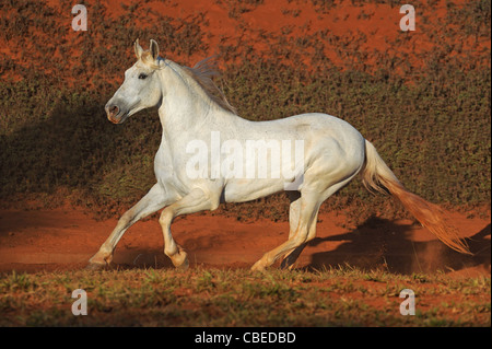 Mangalarga Marchador (Equus Ferus Caballus), grauer Hengst im Galopp. Stockfoto