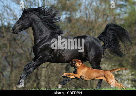 Morgan Harse (Equus Ferus Caballus). Schwarzer Hengst im Galopp auf einer Wiese mit einem Rhodesian Ridgeback laufen neben ihm. Stockfoto
