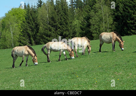 Pferd Przewalskis, mongolisches Wildpferd (Equus Ferus Przewalskii). Vier Personen auf einer Wiese weiden. Stockfoto