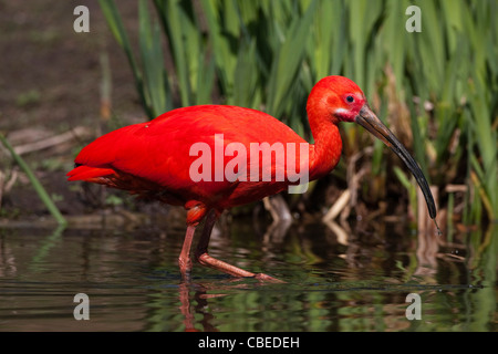 Scarlet Ibis (Eudocimus Ruber), Erwachsene im seichten Wasser zu Fuß.