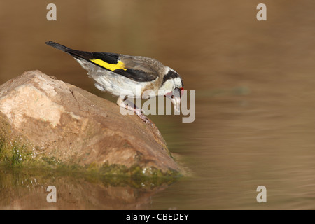 Europäische Stieglitz (Zuchtjahr Zuchtjahr). Erwachsene trinken. Stockfoto