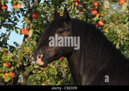 Gypsy Vanner Pferd (Equus Ferus Caballus). Porträt von einem schwarzen Hengst mit einem Apfelbaum im Hintergrund. Stockfoto