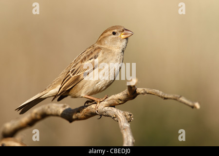 Spanische Sperling (Passer Hispaniolensis), thront auf einem Zweig weiblich. Stockfoto