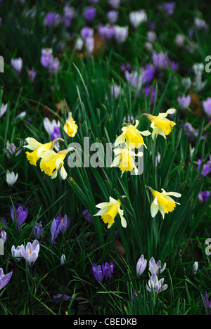 Krokus mit Narzissen im Garten, gelbe Narzissen (Narzissen