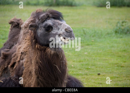 Hautnah am Kopf der Bactrian Kamel, Camelus Bactrianus, Yorkshire Wildlife Park, Doncaster, UK Stockfoto