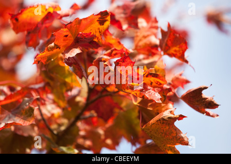 Herbst Blätter Schottland, Vereinigtes Königreich Stockfoto