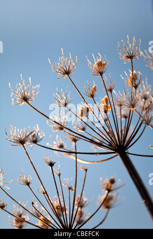 Morgensonne auf Frost Scotland UK Stockfoto