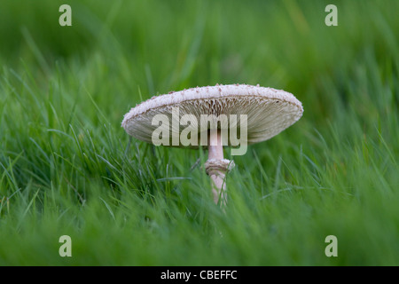 PARASOL Pilz (Macrolepiota Procera), früher bekannt als Lepiota Procera, Sussex, UK. Essbare Stockfoto