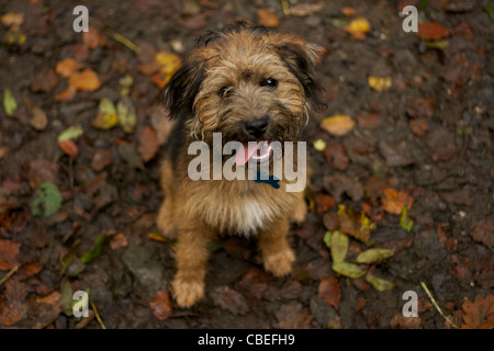 Eine Border Terrier Kreuz Jack Russell unter den Blättern sitzen. Stockfoto