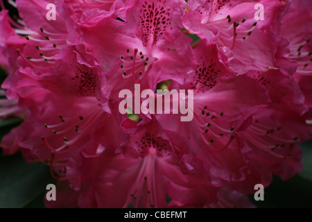 Rhododendron in einer botanischen Gärten in Cornwall. Stockfoto