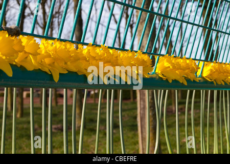 Frühling-Narzissen versammelten sich Kinder im Spielpark Montrose Scotland UK Stockfoto