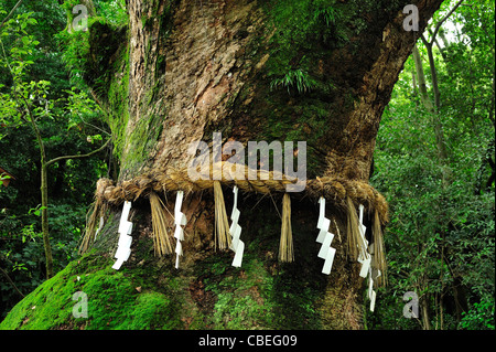 Atsuta Jingu, Nagoya, Präfektur Aichi, Japan Stockfoto