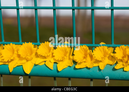 Frühling-Narzissen versammelten sich Kinder im Spielpark Montrose Scotland UK Stockfoto