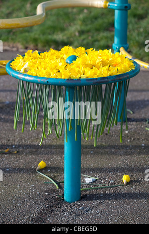 Frühling-Narzissen versammelten sich Kinder im Spielpark Montrose Scotland UK Stockfoto