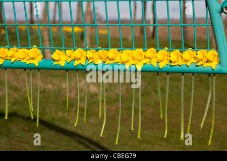 Frühling-Narzissen versammelten sich Kinder im Spielpark Montrose Scotland UK Stockfoto