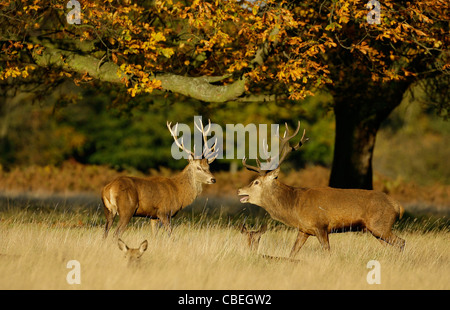 Rote Hirsche weidet im frühen Herbst Sonnenschein während der Brunft im Richmond Park in London. Bild von James Boardman. Stockfoto