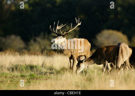 Ein Rotwild Hirsch weidet im frühen Herbst Sonnenschein während der Brunft im Richmond Park in London. Bild von James Boardman. Stockfoto