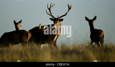 Ein Rotwild Hirsch weidet im frühen Herbst Sonnenschein während der Brunft im Richmond Park in London. Bild von James Boardman. Stockfoto