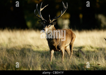 Ein Rotwild Hirsch weidet im frühen Herbst Sonnenschein während der Brunft im Richmond Park in London. Bild von James Boardman. Stockfoto