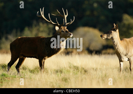 Ein Rotwild Hirsch weidet im frühen Herbst Sonnenschein während der Brunft im Richmond Park in London. Bild von James Boardman. Stockfoto