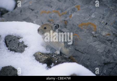 Pika zwischen Felsen am Berghang. Britisch-Kolumbien. Kanada Stockfoto