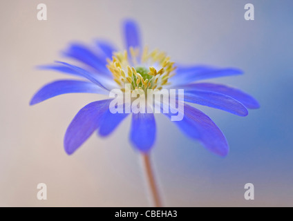 Anemone Blanda, blaue Blume Motiv. Stockfoto