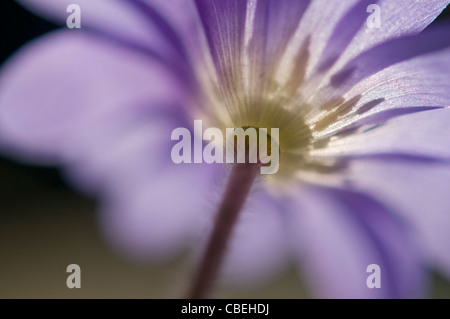 Anemone Blanda, blaue Blume Motiv. Stockfoto