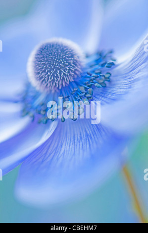 Anemone Coronaria, blaue Blume Motiv. Stockfoto