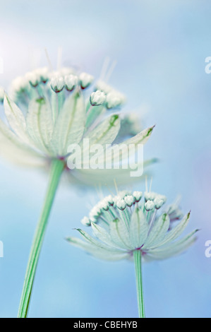 Astrantia Sorte, Meisterwurz, weiße Blume Motiv, blauen Hintergrund. Stockfoto