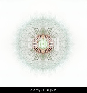 Taraxacum Officinale Löwenzahn clock Saatgut Kopf, weißes Objekt, weißen Hintergrund. Stockfoto