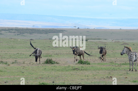 Kenia, Masai Mara, eine Herde Gnus (Connochaetes Taurinus) Stockfoto