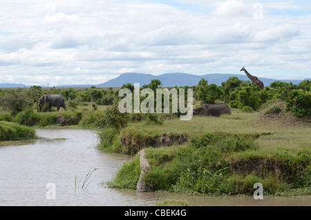 Kenia, Masai Mara, Elefanten und Giraffen an einem Wasserloch Stockfoto