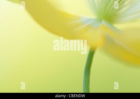 Meconopsis Cambrica, Welsh Mohn, gelbe Blume Motiv. Stockfoto