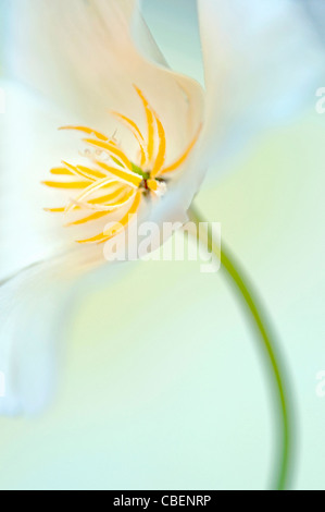 Eschscholzia Californica, Kalifornischer Mohn, weiße Blume Motiv. Stockfoto