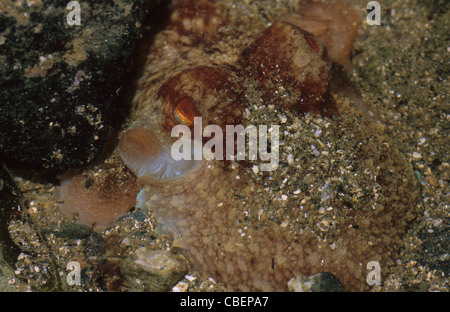 Geringeren Octopus oder gewellt Krake, Eledone Cirrhosa, versteckt im Sand. Wales. UK Stockfoto