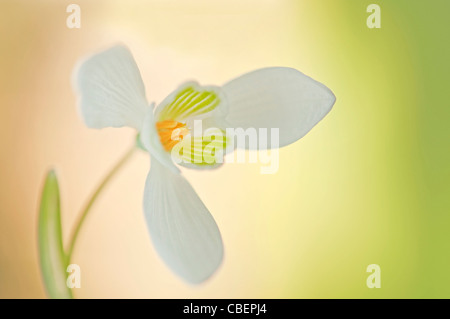 Galanthus Nivalis, Schneeglöckchen, weiße Blume Motiv. Stockfoto