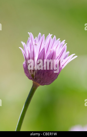 Allium Schoenoprasum Schnittlauch, purpurrote Blume Motiv, grünen Hintergrund. Stockfoto