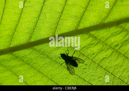 Aesculus Hippocastanum, Rosskastanie Baum, grünes Blatt Detail mit Silhouette der Fliege. Stockfoto