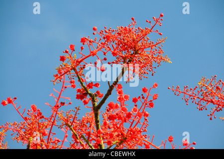 Flame Tree, Brachychiton Acerifolius Blüte gegen den blauen Himmel Stockfoto