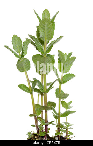 Anbau-Jungpflanze Minze auf weißem Hintergrund Stockfoto