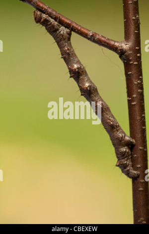 große braune Raupe Standortwahl auf Ast Stockfoto