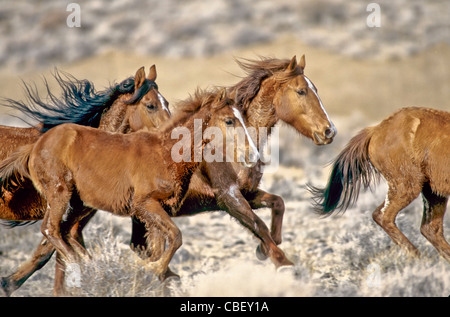 Herde von Wildpferden, voller Galopp. Stockfoto