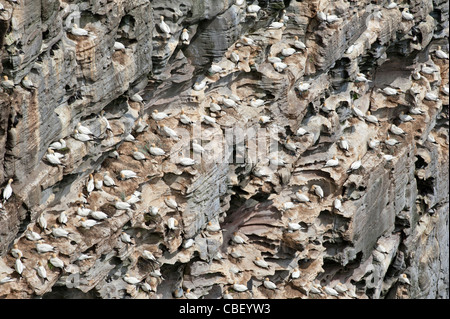 Die tollen Klippen Noupe Noss, Shetland großen Tölpel Nistplatz, Shetland-Inseln.  SCO 7753 Stockfoto