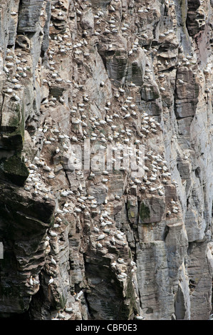 Die steilen Klippen von Noupe Noss, Shetland großen Tölpel Nistplatz, Shetland-Inseln. SCO 7755 Stockfoto