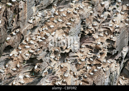 Die steilen Klippen von Noupe Noss, Shetland großen Tölpel Nistplatz, Shetland-Inseln. SCO 7756 Stockfoto