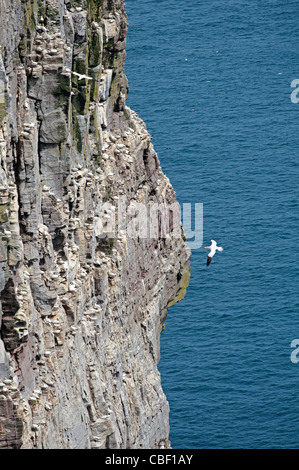 Die steilen Klippen von Noupe Noss, Shetland großen Tölpel Nistplatz, Shetland-Inseln. SCO 7758 Stockfoto